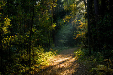 Fototapeta na wymiar autumn path in the forest