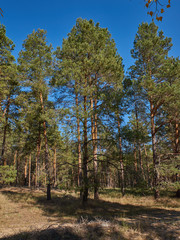  green coniferous forest on a sunny summer day