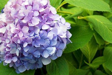 Beautiful purple hydrangea or hortensia flower close up. Artistic natural background. flower in bloom in spring