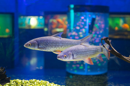golden gray mullet on underwater / herd fish Flathead Grey (Mugil cephalus),Grey Mullet, Chelon labrosus. Large aquarium fish under water.