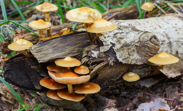 Summer honey agarics growing on a rotten tree in the forest