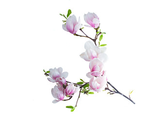 Fototapeta na wymiar Magnolia flowers flat lay scene