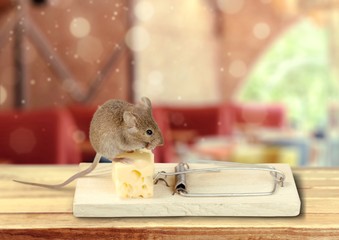 Mouse trap with cheese and mouse on