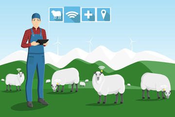 A farmer with a computer tablet is grazing a herd of sheep on a smart farm. 