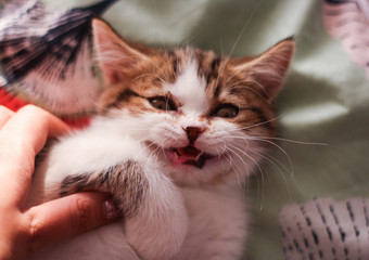 Closeup of a cute bicolor white tabby plush home little scottish straight kitten with yellow eyes.