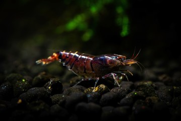 Tiger shrimp pets aquarium fresh water nature pets
