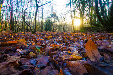 Obraz premium Autumn leaves with the sun setting