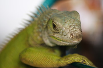 iguana verde amazonica lagarto 