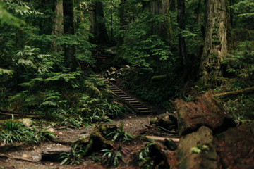 Stairs in the Forest