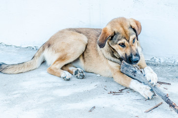 Yellow homeless dog playing with a stick