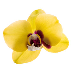 Fototapeta na wymiar phalaenopsis yellow orchid flower isolated on white