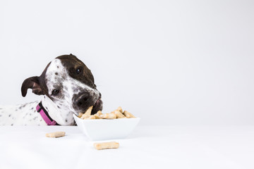 Dog Eating Biscuits