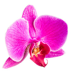 Fototapeta na wymiar pink Phalaenopsis or Moth dendrobium Orchid isolated on white background
