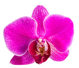 pink Phalaenopsis or Moth dendrobium Orchid isolated on white background