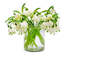Snowdrop flowers isolated on white background