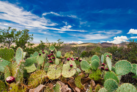 Arizona desert cactus