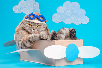Very funny cat pilot of an airplane with glasses and a pilot's hat sitting on a plane, against the...