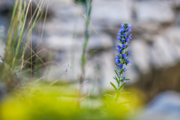 Obraz premium Echium vulgare, viper's bugloss, blueweed in bloom