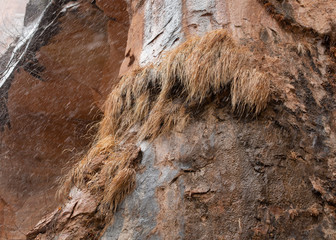 Winter brown grass growing in a hanging garden on a cliff face waves gently in the breeze during a snow storm.