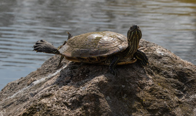 red-eared slider turtle stretches in the sun