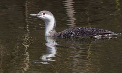 red-throated loon floats on pond reflections