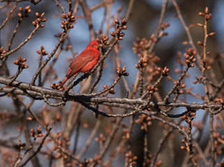 summer tanager perched on spring buds