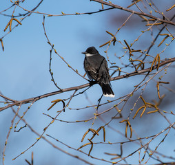 eastern kingbird perches in profile