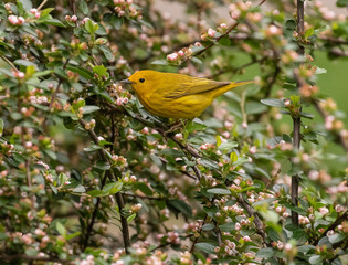 yellow warbler perches on spring blossoms