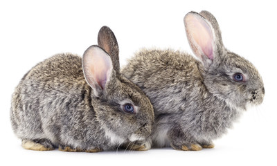 Two gray rabbits isolated