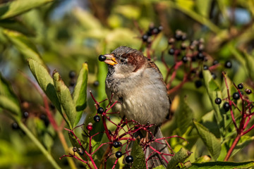 cute house sparrow eating chokeberries
