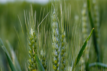 Green wheat close up. Wheat field detail on green background. Agricultural field. Wheat background.