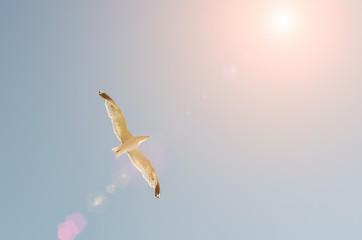 Seagull flying in the blue sky over the sea.