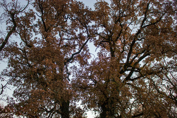 View of branches of trees with brown leaves in autumn.