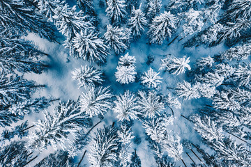 Aerial. Trees and snow in a winter forest. Nature background top view.