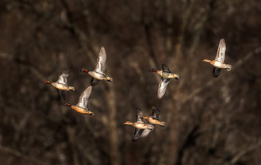 group of teal ducks flying at sunset