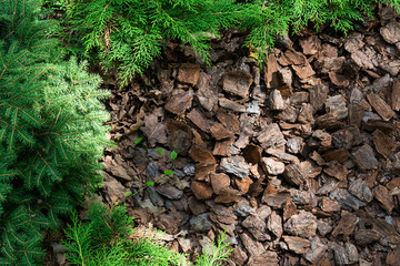 Alpine hill of conifers and shrubs is mulched with bark.