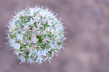 Allium ball-shaped flower on a purple background.