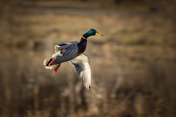 mallard duck in flight on a summer day