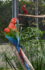 Scarlet macaw. Ara macao parrot