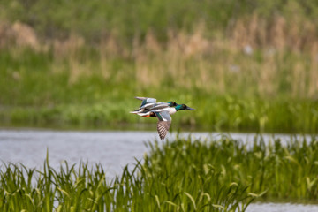 two male northern shovelers flying over wetlands