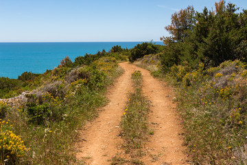 Reddish earth path through the bushes and flowers leading towards the ocean.