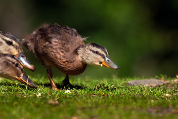 mallard duck ion the ground on a summer day