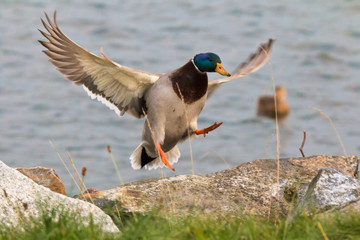 mallard duck in flight on a summer day