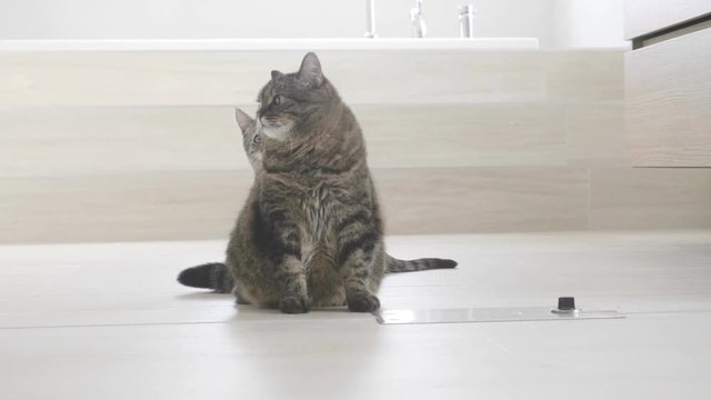 kitten attack on a cat, bathroom, slow motion