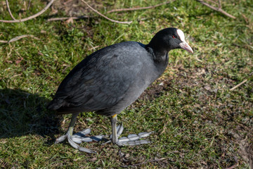 adult coot walking in spring