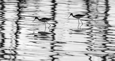 birds in water