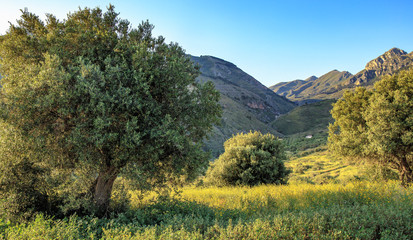 Sicilian Spring Landscape