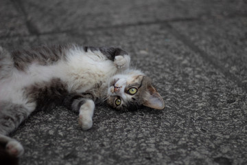 Obraz premium baby cat