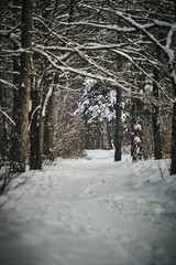 winter in the forest