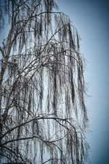 Obraz premium tree in fog